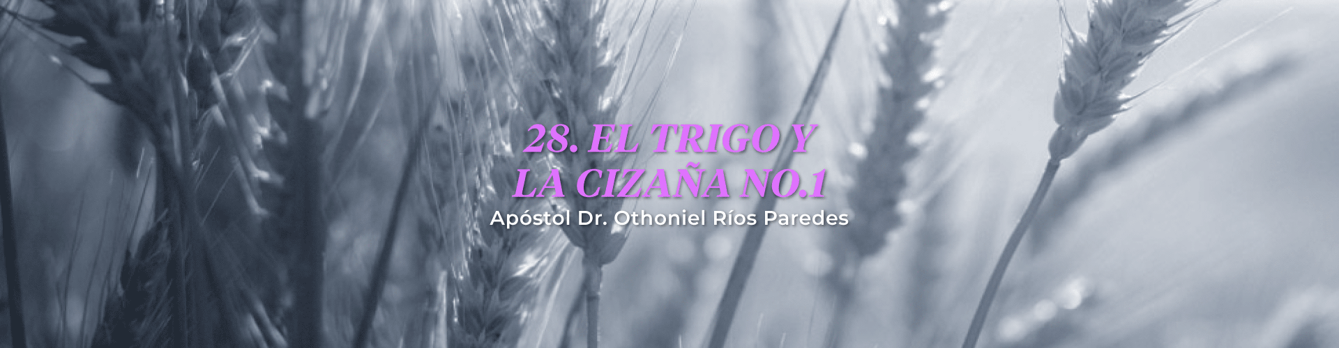 El Trigo  Y La Cizaña, No.1