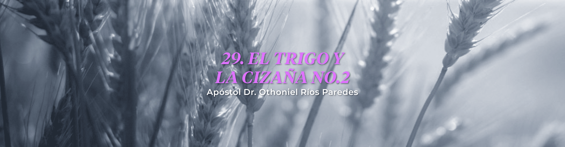 El Trigo  Y La Cizaña, No.2