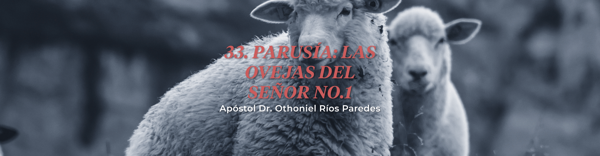 Parusia: Las Ovejas del Señor, No.1