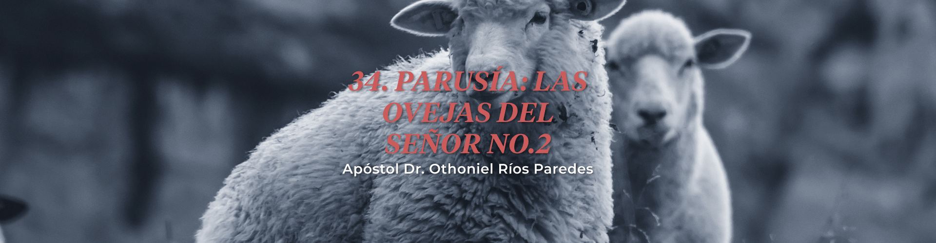 Parusia: Las Ovejas del Señor, No.2